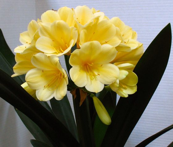 close of a bundle of clivia yellow flowers in bloom