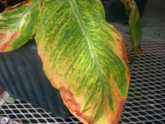 c;lose up of a canna leaf that is browning on edges
