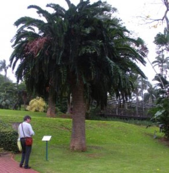 large tree life plant in South Africa