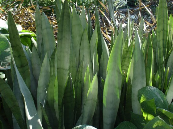 pale green, broad leaves grow vertically from the ground