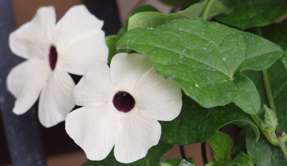 Two 5-petaled white flowers with deep purple centers