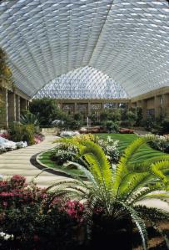 large Encephalartos woodii plant inside of dome conservatory
