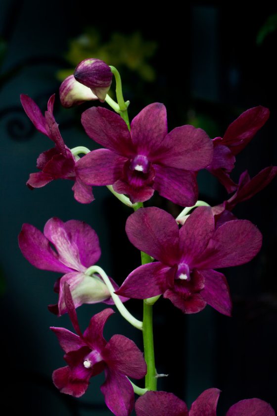 orchids types list