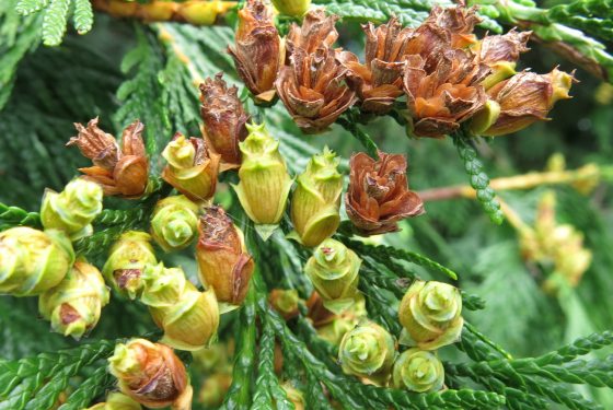 zoomed in photograph of the seed cones of a thuja plicata tree