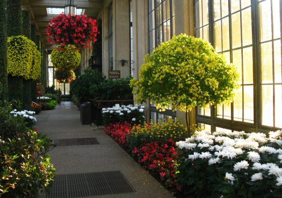 yellow flowering tree and red flowers in a hanging basket in the Conservatory