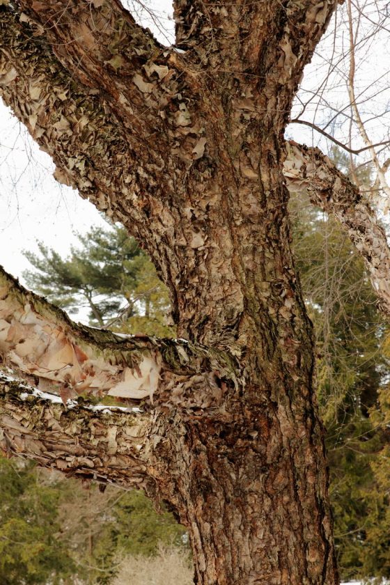close up of brown bark of betula nigra tree