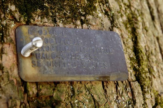 brass tree tag on tree