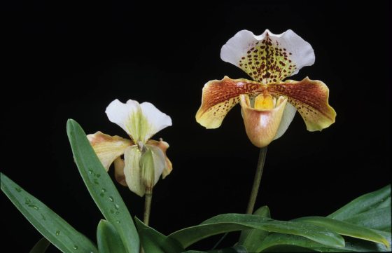 White and yellow Paphiopedilum orchid