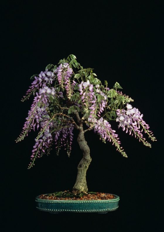 chinese wisteria in full bloom with purple flowers buds against a black backdrop
