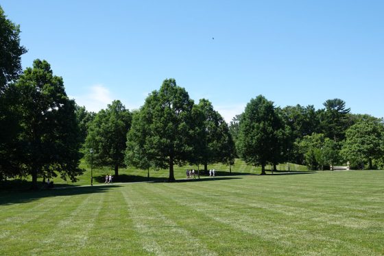 A large field lined with oak trees
