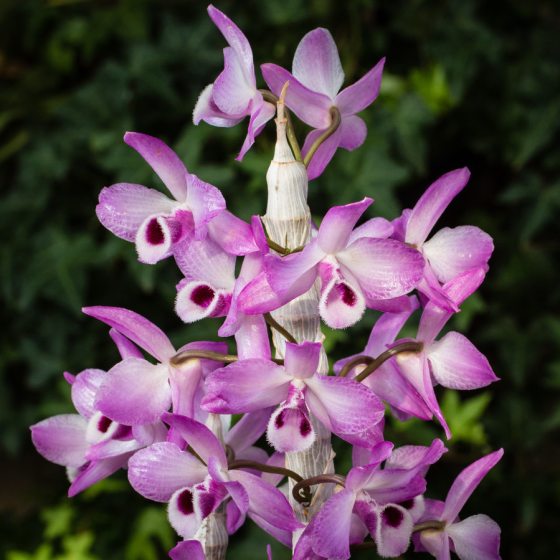 purple orchid types