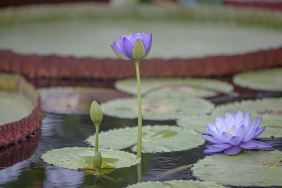 two purple water lily with lilypads surrounding