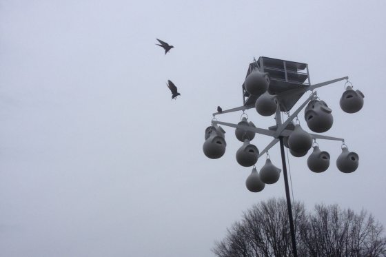 two purple martins birds returning back to their home against a white sky