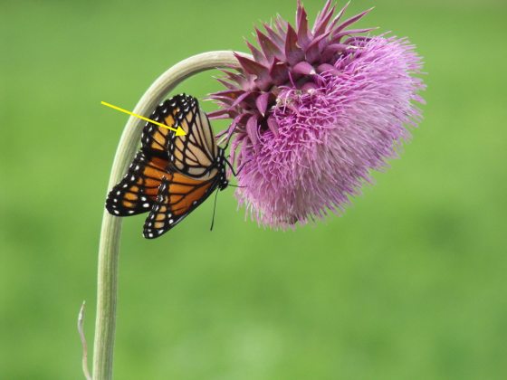 An arrow pointing to a yellow, black and white stripped butterfly on stem of flower