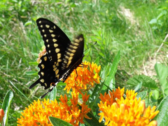 black butterfly with yellow spots on tips of wings sits on orange milkweed flower