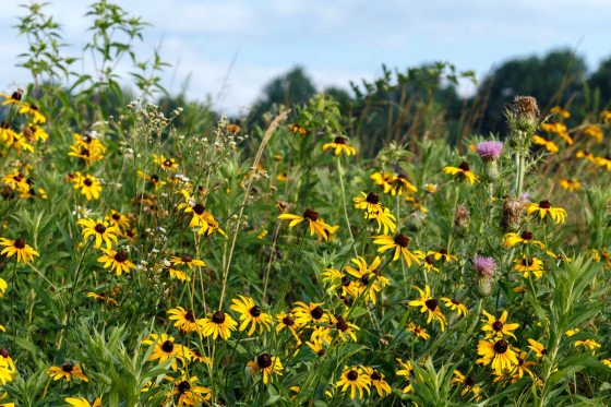 black-eyed susans in a meadow