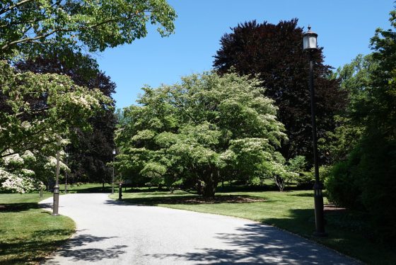 A winding path lined with dogwoods and copper beeches 