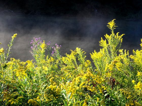 yellow goldenrods with mist in the background by the Hourglass Lake