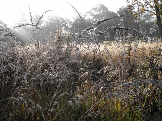 landscape of heavy dew on indian grass with a sunlight ray