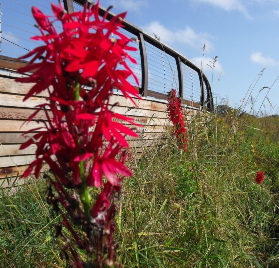 image of two cardinal flowers by the meadow bridge with green grass surrounding