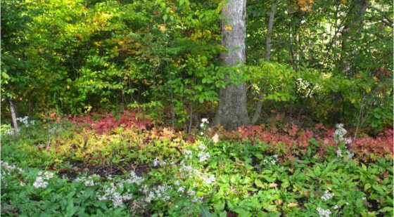 landscape of multiple variety of plants by a tree trunk including red leaves of a virginia creeper