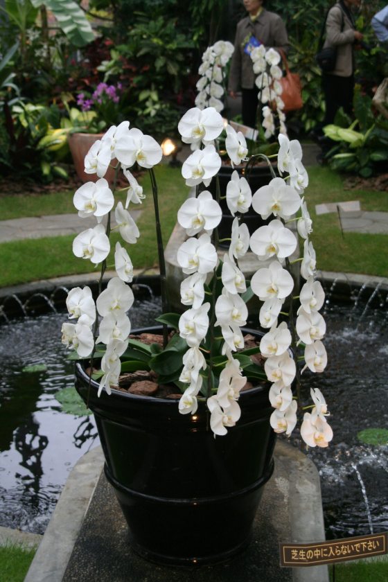 a planter with bright white hanging orchids 