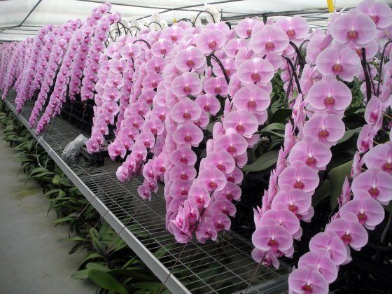 a long row of bright pink hanging orchids inside of a greenhouse