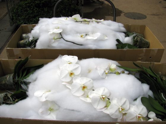 white orchids inside of a cardboard box delicately packed with cotton 