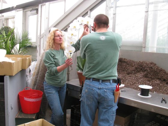 two people working together to plant a tall white orchid into a planter