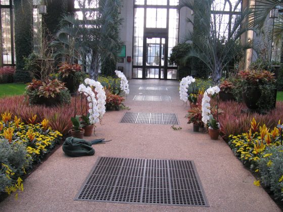 bright white cascading orchids lining a pathway inside a greenhouse