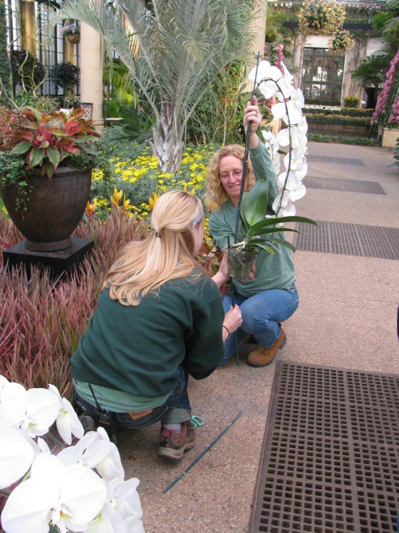 two people working together to stabilize an orchid with a bamboo stake