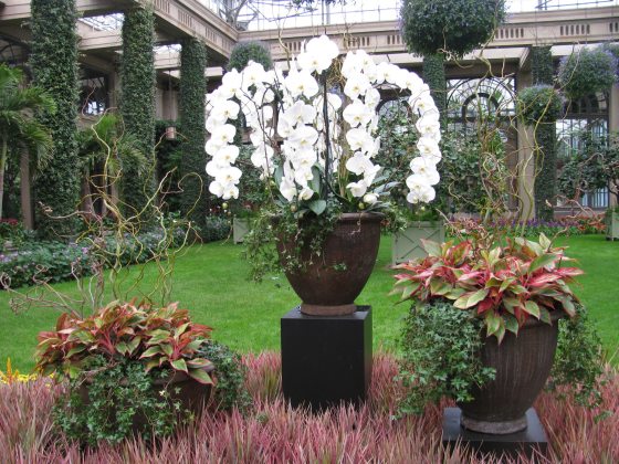 a planter with bright white cascading orchids