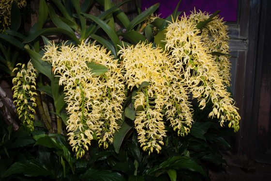 Long cascading yellow orchid blooms