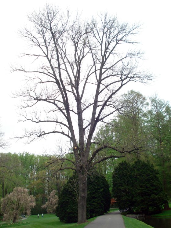 image of a tall white ash tree at Longwood Gardens during the fall without any leaves