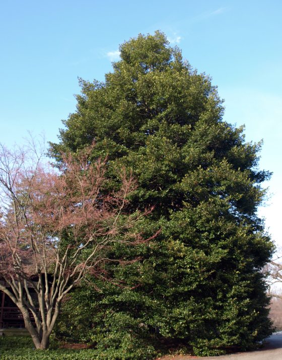 a tall holly's evergreen tree during the winter with full foliage