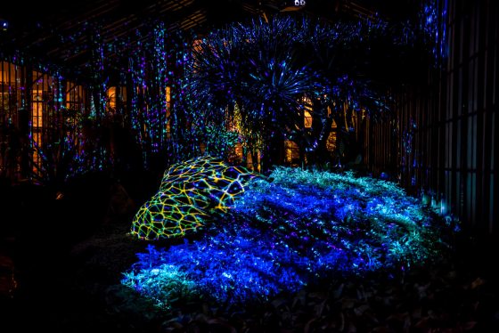 colorful lights illuminate a dark indoor garden 