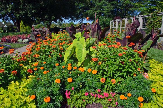 a summer garden bed with bright green, pink and orange flowers