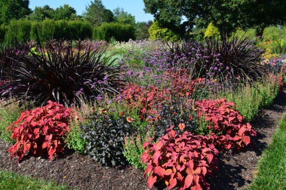 a garden bed with dark, tall grasses and purple and red flowers 