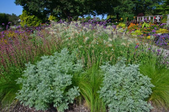 a summer garden bed with lush grasses and tall purple flowers 
