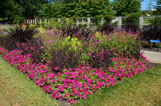a summer garden bed with bright pink and purple flowers