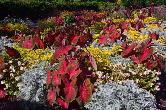 a garden bed with dark red, light green and silver flowers 