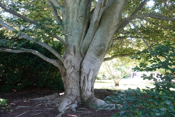 the trunk of a copper beech tree