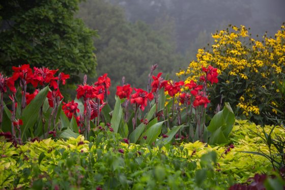 Red cannas grow above a bed of yellow plants