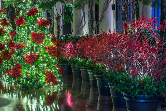 red berry plants in pots with decorated Christmas trees