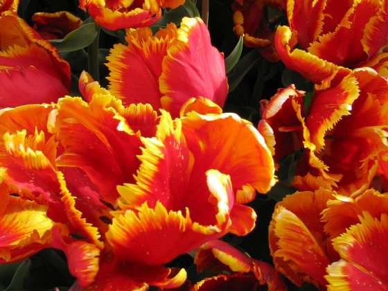 close up of red and yellow tulip petals