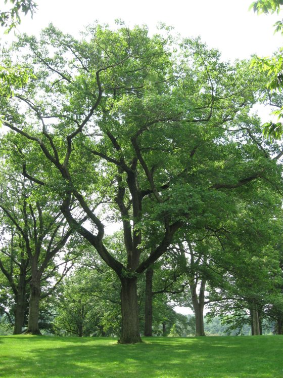 Shumard oak tree in spring with green foliage