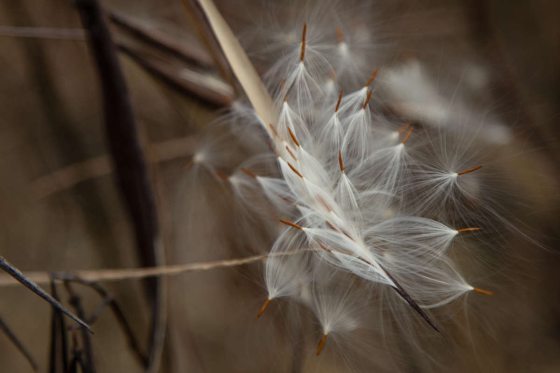 close up of white feather-like seeds