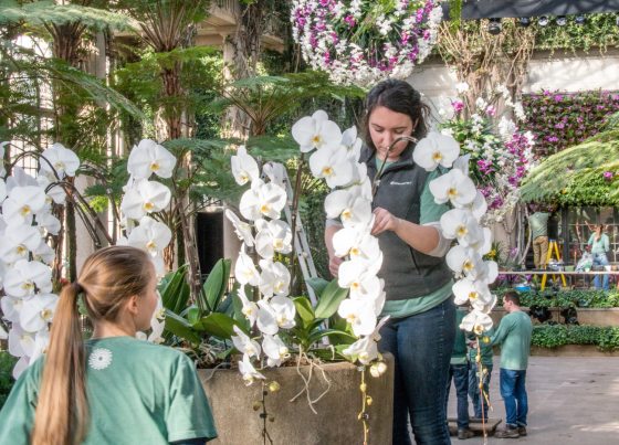 two longwood employees prepping orchids for the display at Longwood Gardens