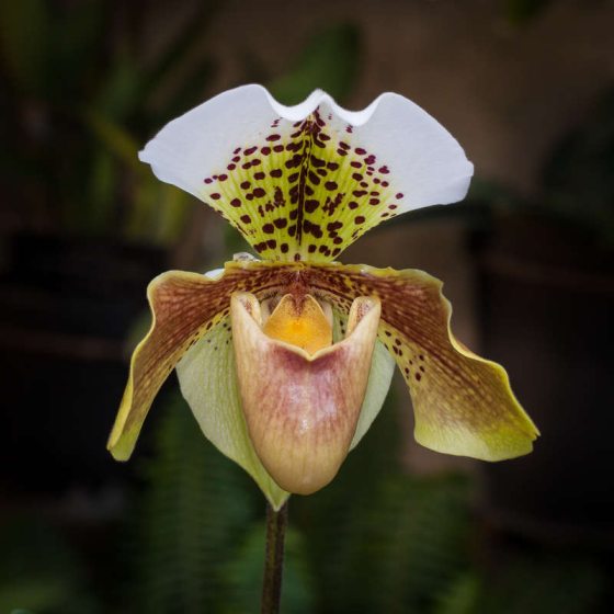 A close up of a yellow and white orchid bloom