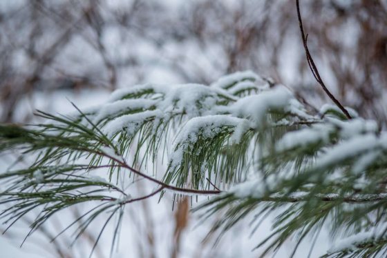 close up image of a pine tree branch covered in snow